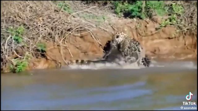 Вот это улов