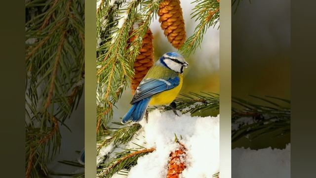 #10марта - день Тараса Бессонного смотреть онлайн