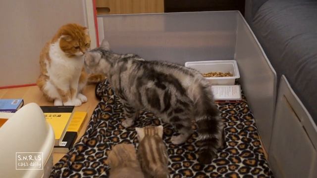 아빠 고양이를 처음 본 아기 고양이들 깜짝이야!! Freak out!! [Cat's daily] смотреть онлайн