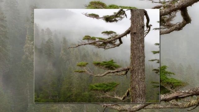 Геометрия в природе.avi смотреть онлайн