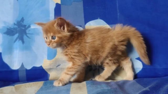Мейн-кун 1месяц смотреть онлайн