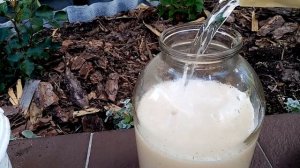 Подкормка для активного роста хризантем.