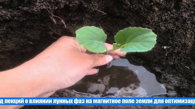 Когда сеять капусту на рассаду в апреле в 2021 году по лунному календарю смотреть онлайн