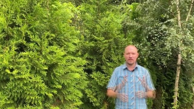 Спаси самшит! Убей огневку! смотреть онлайн