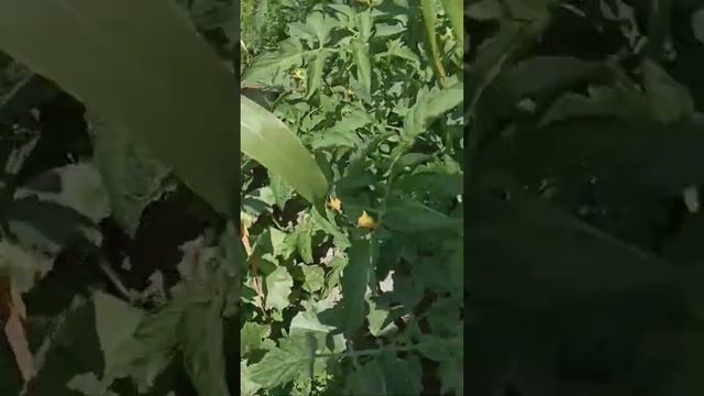 #дыни #помидоры#помидорынагрядке #огородкруглыйгод #мойогород смотреть онлайн