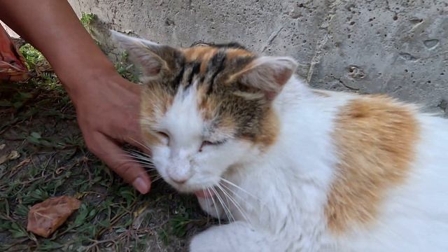 Street cat Fatty / Котобочка отдыхает после работы в кафе смотреть онлайн