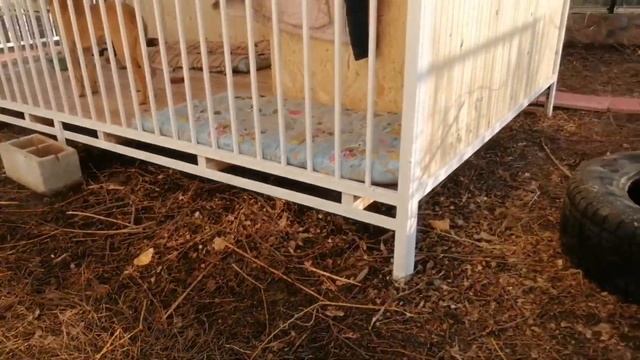 ВОЛЬЕР ДЛЯ СОБАКИ 10*7 МЕТРОВ. Делаем вольеры для собак в Алматы. смотреть онлайн