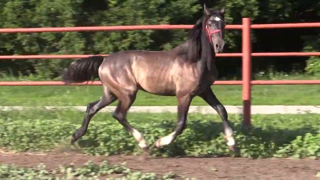 Кальян 2021 г.р. (Лидер - Кубинка от 11849 Бекаса) смотреть онлайн