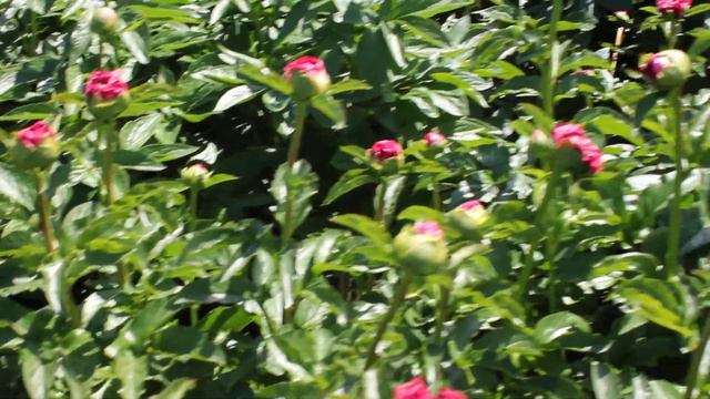 Eventide | R2 Flowers BV | Peonies смотреть онлайн