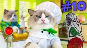 Кот готовит еду #10 (funny cat cooking actions) Рецепты от кота