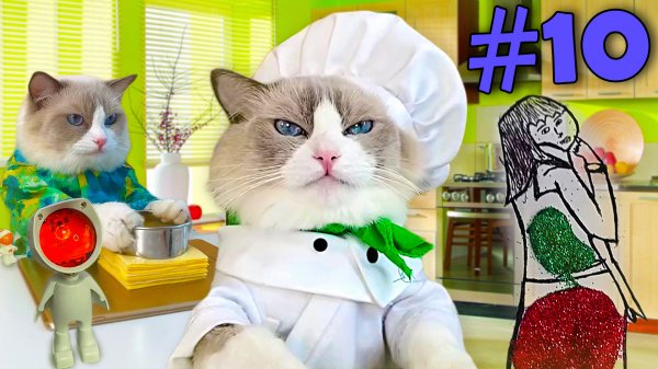 Кот готовит еду #10 (funny cat cooking actions) Рецепты от кота