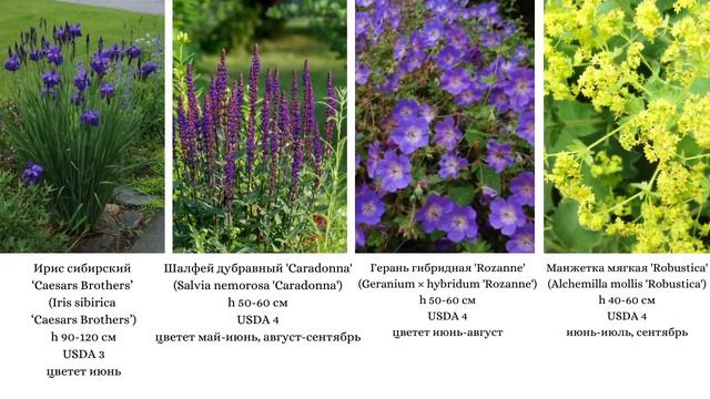 Пионы в дизайне сада. смотреть онлайн