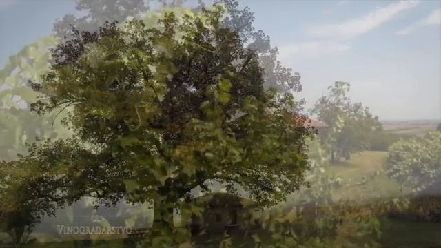 Vino i vinogradarstvo 543 смотреть онлайн
