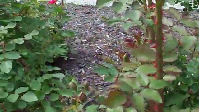 George Vancouver rose смотреть онлайн