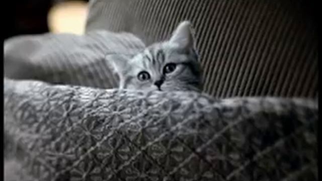 Реклама Whiskas для котят (2007-2009) смотреть онлайн