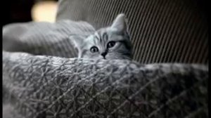 Реклама Whiskas для котят (2007-2009)