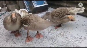 Комогор қаздары.Комогорские гуси и Тульский горбоносие гуси.