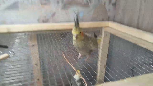 Садовые тайны