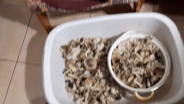 В ИТОГЕ НАБРАЛИ РАЗНЫХ ГРИБОВ,КОРОЛЬ #РЫЖИК И РЯДОВКА ЗЕМЛИСТАЯ,А В НАРОДЕ ,,МЫШАТА" смотреть онлайн