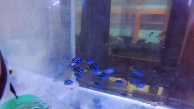 КАЛИПСО АКВА. Хирург голубой королевский смотреть онлайн