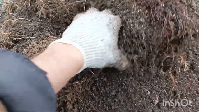 Заготавливаю  корень 🌱 ежевики и малины первый опыт