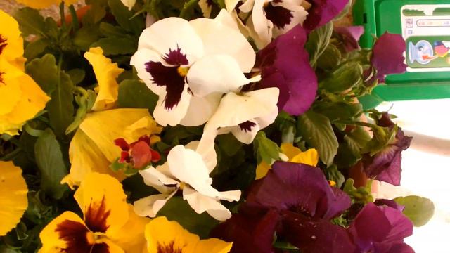 Florile primăverii pe balcon 2 смотреть онлайн