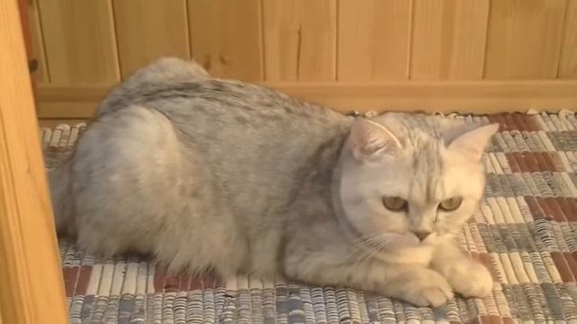 Животные так смешно чихают смотреть онлайн