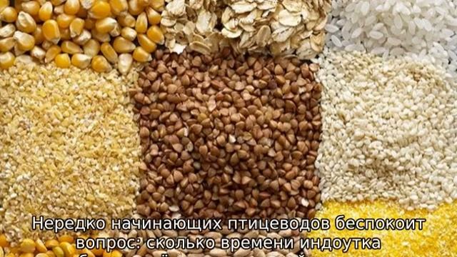 Сколько сидит индоутка на яйцах смотреть онлайн