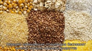 Сколько сидит индоутка на яйцах