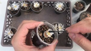 Как опылить Литопсы (Lithops) и получить семена. Размножение Литопсов.