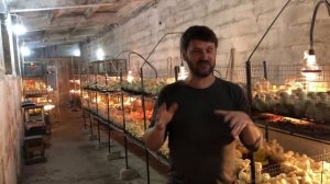 Бройлеры как бизнес, выращивание бройлеров и содержание в домашних условиях бройлеров