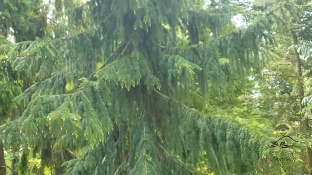 Picea omorika 'Bautzen' smrk Pančičův смотреть онлайн