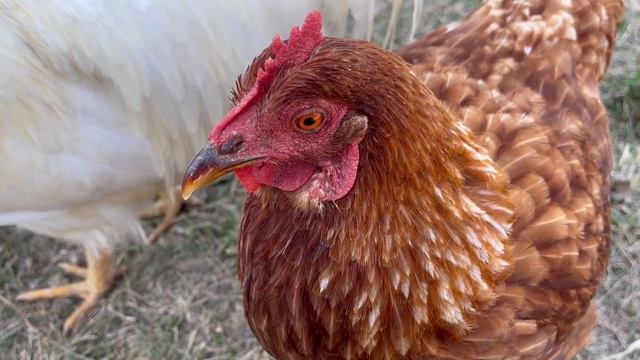 Приятный сюрприз с утра/ День рождения Вове/ Готовим во дворе смотреть онлайн