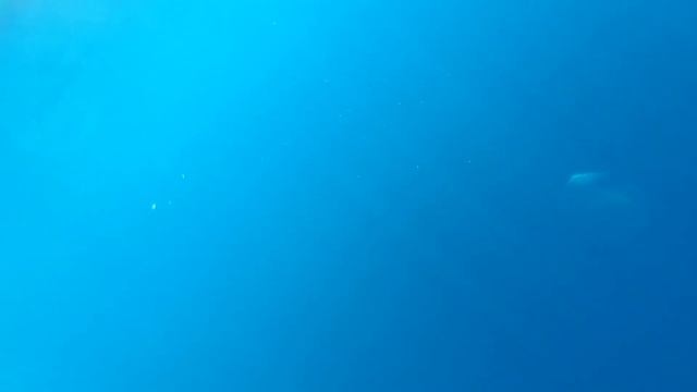 Кашалот под водой. Самый крупный хищник планеты. смотреть онлайн