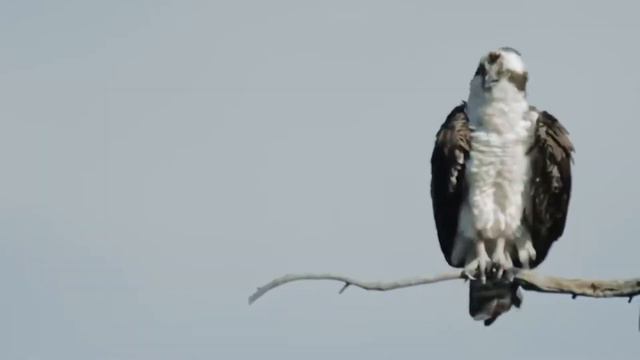 Скопа - хищный охотник смотреть онлайн