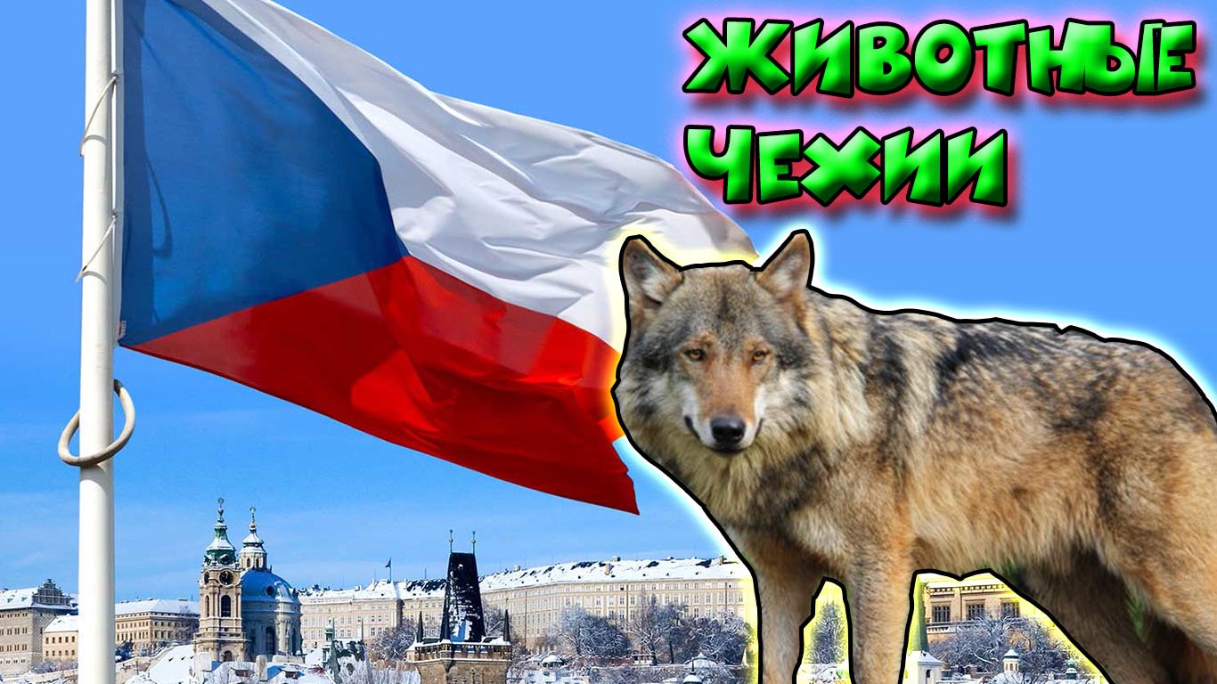Животные Чехии смотреть онлайн