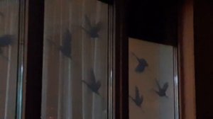 Окна Победы 2021