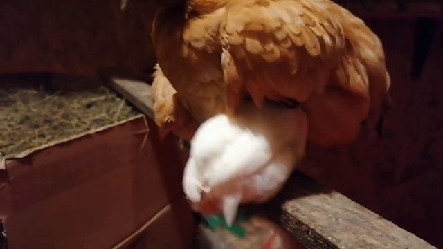 Цыпленок заболел 😪