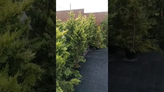 купроцепприс голд райдер. быстро растущие растение. смотреть онлайн