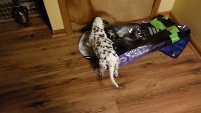 Puppy Dalmatian plays with dog food bag смотреть онлайн