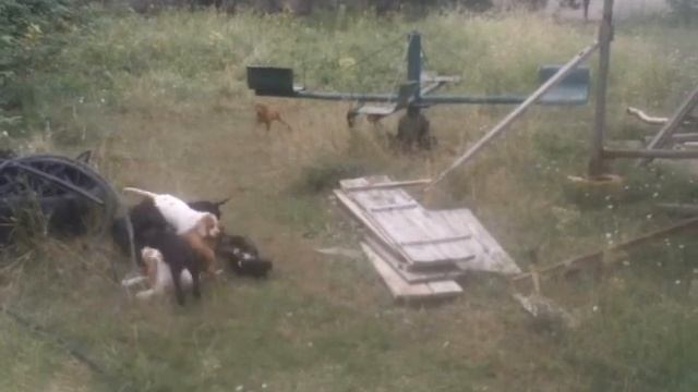 щенки поинтера Крым смотреть онлайн