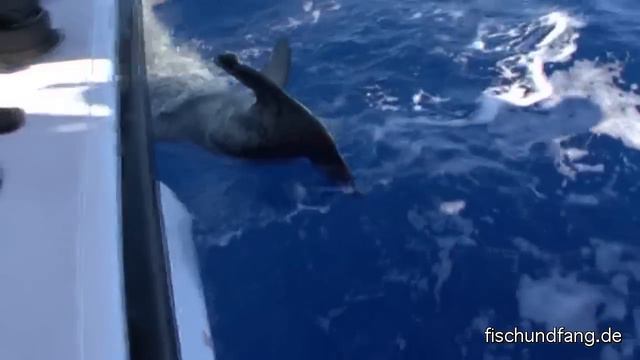 Raubfisch: Big Game vor Mauritius смотреть онлайн