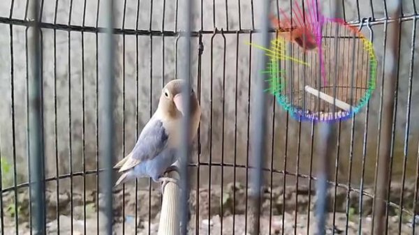 Love birds' Romantic Chirps, The Hidden Language of Love