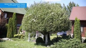 ИВА РАБОТЫ В САДУ | CТРИЖКА ИВЫ ШАР | ТОПИАР | @user-qs3ui4et9d | Cтрижка туи Минск |