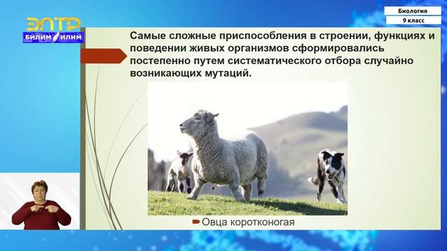9-класс | Биология | Естественный отбор – главный фактор эволюции видов в природе смотреть онлайн
