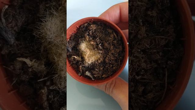 Внезапная гибель кактуса Ребуции смотреть онлайн