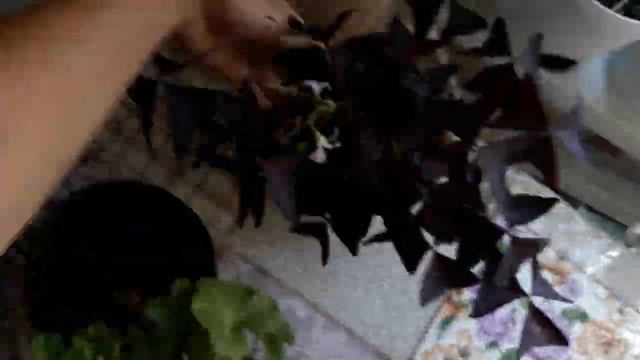 МОИ ЛЮБИМЫЕ КОМНАТНЫЕ ЦВЕТЫ 20 09 22г смотреть онлайн