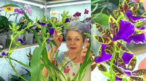 Секреты ухода за орхидеями.  Зигопеталум, Онцидиум и другие бульбовые орхидеи.