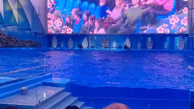 Приморский океанариум водное шоу 21.03.2019г..mp4 смотреть онлайн