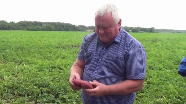 Технология выращивания картофеля на поливе. Подкормки, защита. Опыт КФХ Юзефова смотреть онлайн